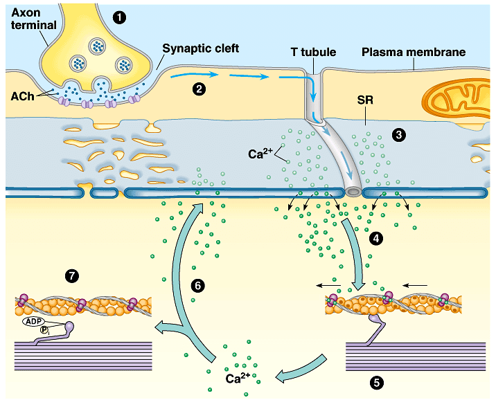 A neuromuszkuláris kapcsolódási pontból kiinduló inger-összehúzódás kapcsolat áttekintése. Cindy tudós írása alapján [6]