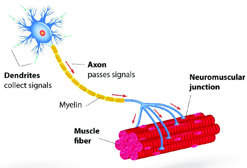 Egy motoros egység ábrázolása, Gardiner [2] művéből átvéve és átdolgozva.