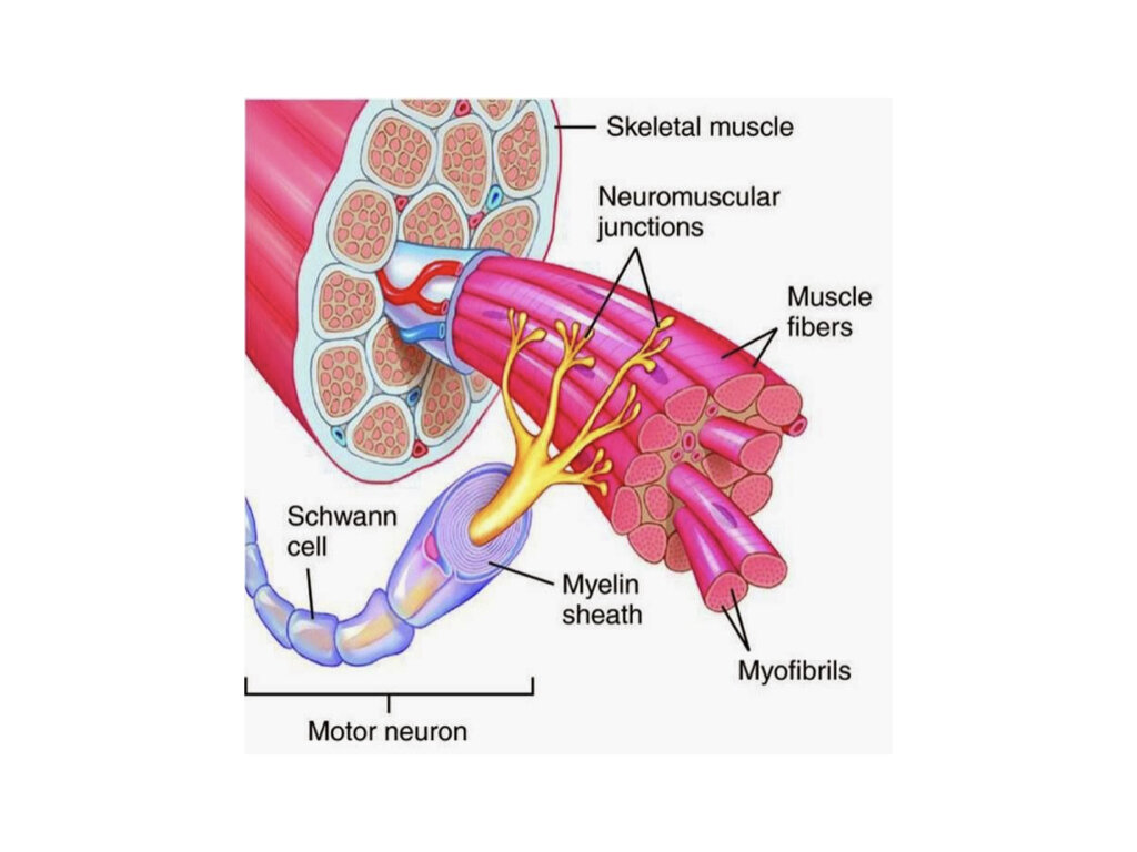 一个运动单位，改编自Physiopolis [11]。