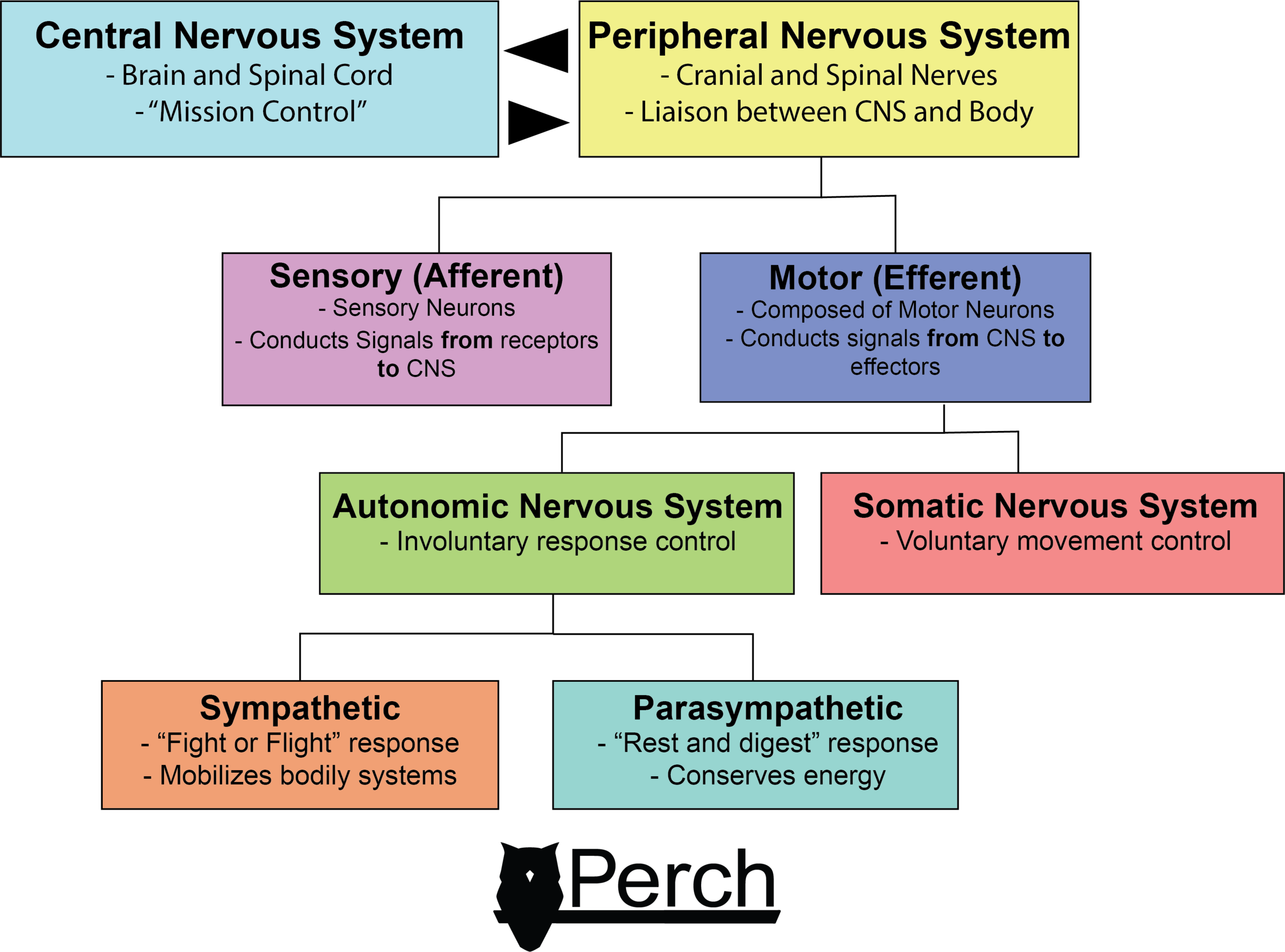 中枢神经系统与外周神经系统的构成。